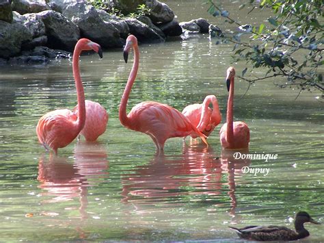 Flamands Roses Zoo De Beauval Le Zoo Beauval