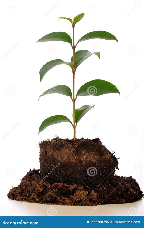 Planta Verde Que Crece En Suelo Aislado En Fondo Blanco Imagen De