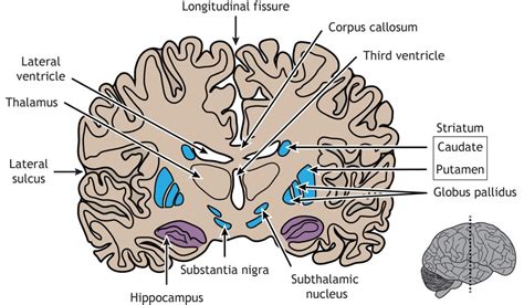 Brain Anatomy Introduction To Neuroscience