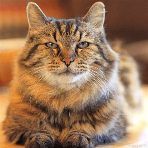 Corduroy, The Oldest Living Domestic Cat In The World's - Cats In Care