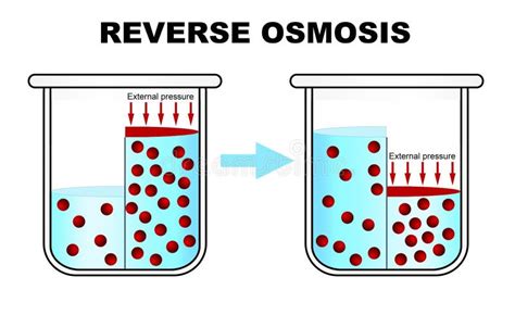 Pressure Water Molecules Seep Through The Semi Permeable Membrane Stock