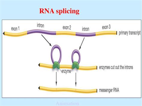 Dna Rna Protein презентация онлайн