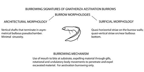 Ku Ichnology