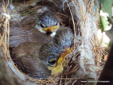 Viewfinder: Baby Sparrows - 2