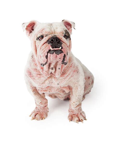 Mange Dog Stock Photos, Pictures & Royalty-Free Images - iStock