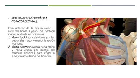 Arterias Del Miembro Superior Ppt