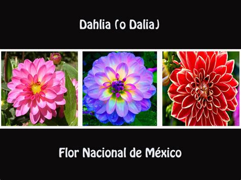 Dalia La Flor Nacional De México Que Conquistó Al Mundo 43 OFF