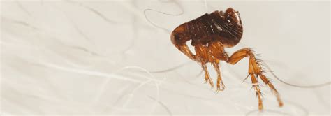 Flea Identification In Jacksonville, FL | Lindsey Pest Services