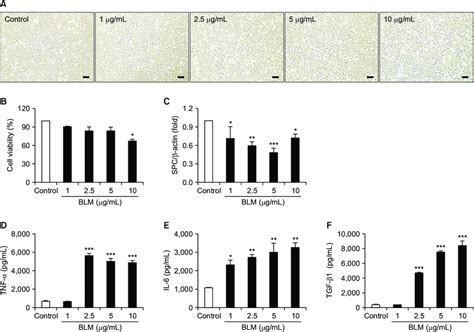 In The MLE 12 Cells Was Evaluated Toxicity Effects Of By Bleomycin