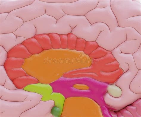 3D Render Of Plastic Human Brain Stock Illustration Illustration Of