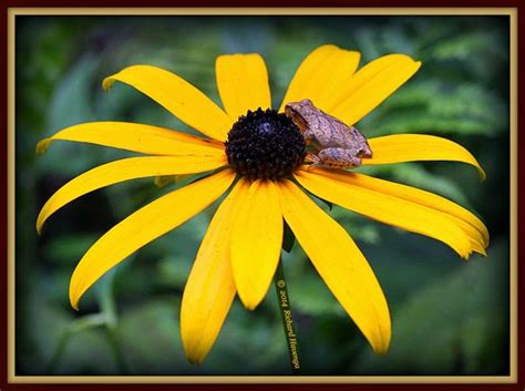 Walk With Father Nature Narrow Nature Black Eyed Susan Photo Location