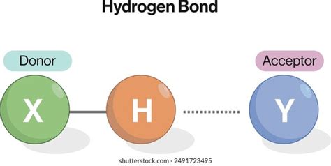 Hydrogen Bond Formation Diagram White Background Stock Vector (Royalty ...