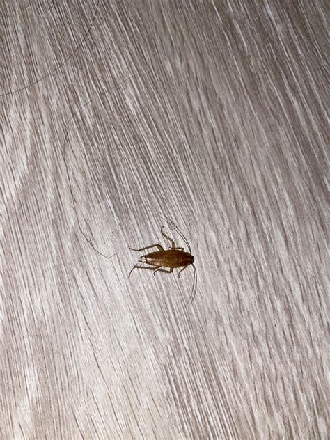 Cockroach Identification : r/whatsthisbug