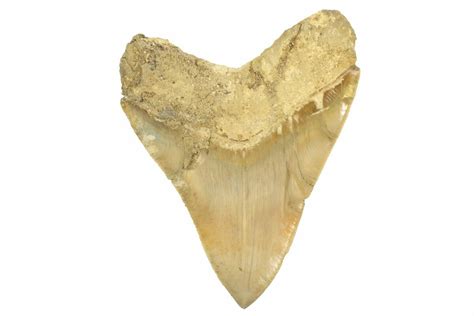 Serrated 600 Fossil Megalodon Tooth Repaired Crack 226233 For