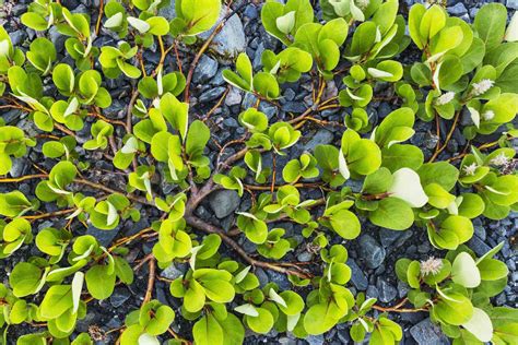 Tundra Trees And Plants