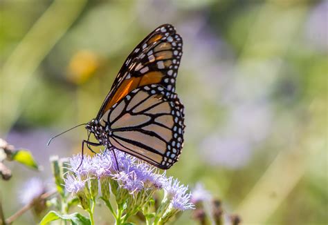 Fulltime Adventure 20th Annual Texas Butterfly Festival Field Trip Day 1