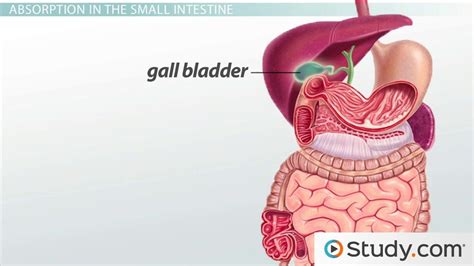 Lower Gastrointestinal Tract Anatomy Digestion And Absorption Video