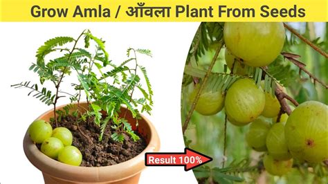 How To Grow Amla Gooseberry Plant From Seeds