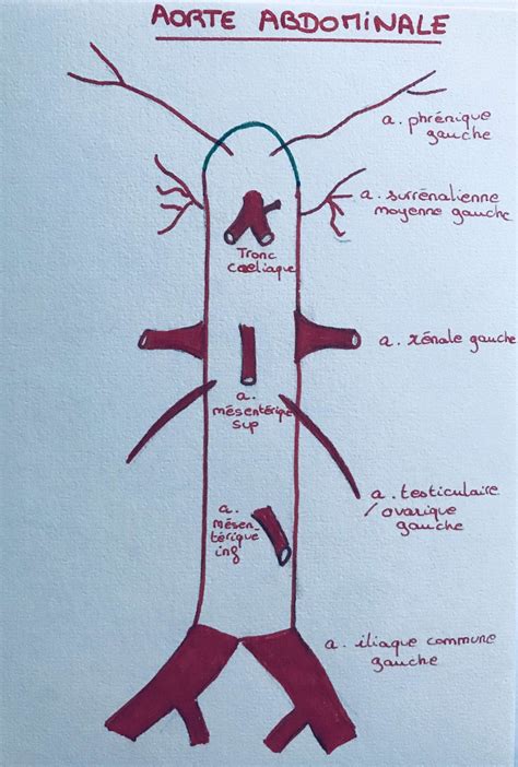 Anatomie De L Aorte Blog