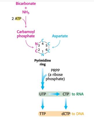 25.1 The Pyrimidine Ring Is Assembled de Novo or Recovered by Salvage ...