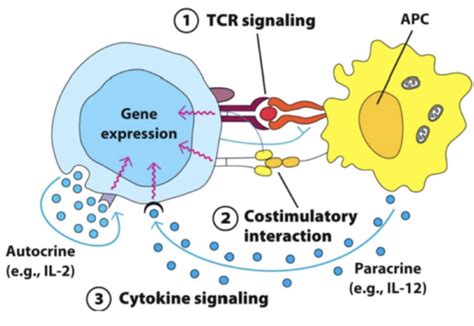 Lec 20 T Cell Signalling Activation Flashcards Quizlet