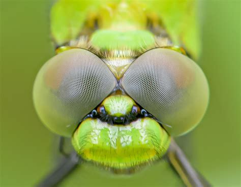 Oh Those Compound Eyes Dragonfly In Valley Forge Flickr