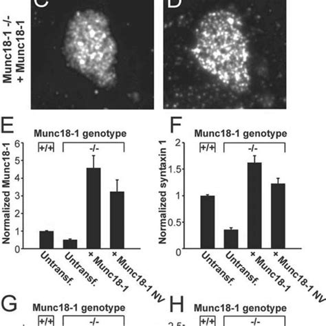 Munc18-1 and its variants stabilize syntaxin1 on the plasma membrane ...
