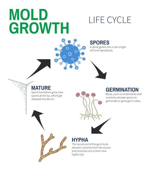 How Does Mold Grow And Spread In Your Nashville Home Rytech Restoration Of Nashville