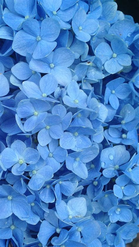 Blue Colour Blue Colour Flowers Blue Flowers HD Phone Wallpaper Pxfuel