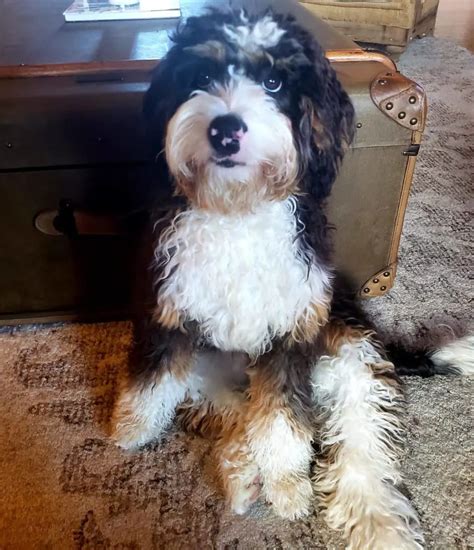 Bernedoodle Size Full Grown: How Big Do Bernedoodles Get? (Tiny, Mini ...