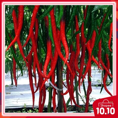 20pcs seeds CILI Merah panjang INDONESIA panjang Sejengkal | Shopee ...