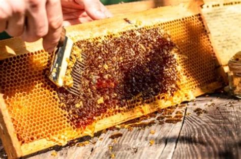 Beekeeping Tool High Res Stock Images : r/Beekeeping