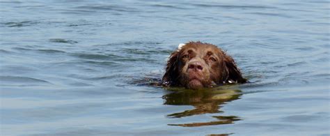 Honden En Water Doggonl