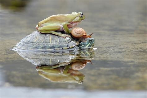 Premium Photo Turtle Snail With Frog In A Puddle