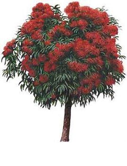 WA Red Flowering Gum Natives Trees Mature Perth WA