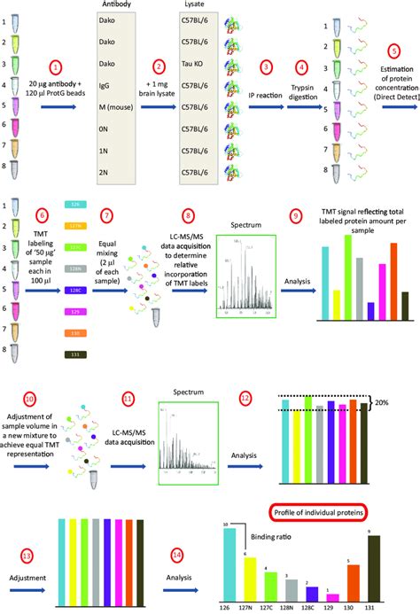 Schematic Diagram Of The Quantitative Proteomics Workflow By Lc Msms