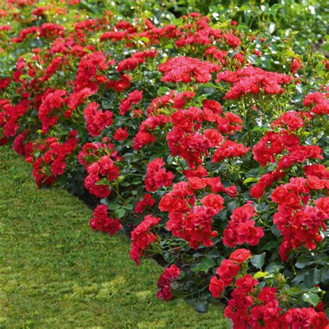 Rose Flower Carpet Cherry Pbr Garden Express