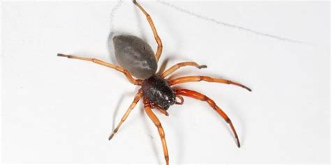 Poisonous Spiders In Pennsylvania Identification Risk