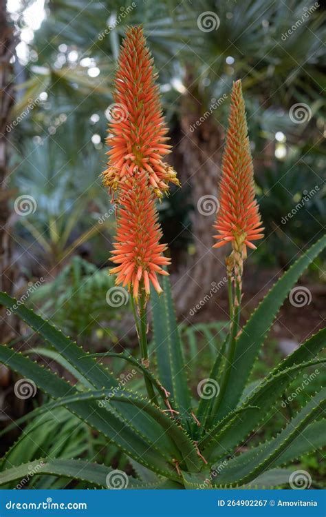 Orange Flowers Raceme Of Aloe Arborescens Krantz Aloe Or Candelabra