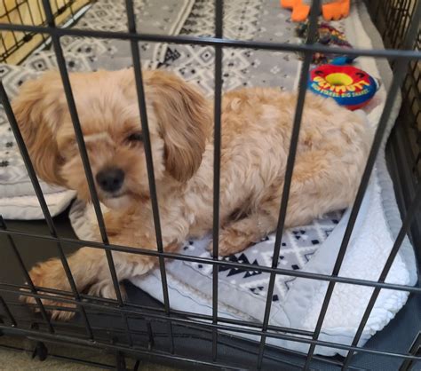 manchester animal shelter manchester nh 5
