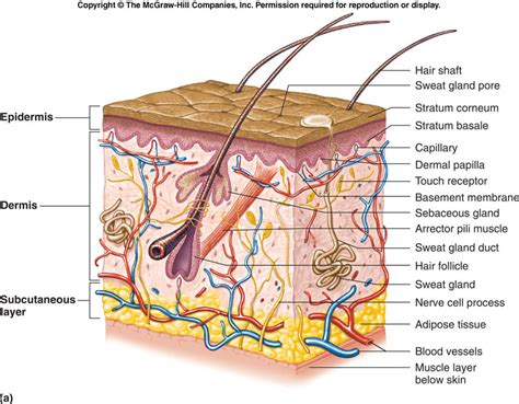 Unit 3 Integumentary System