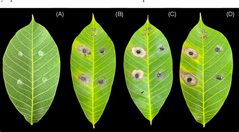 Figure From Morphological And Phylogenetic Evidences Reveal