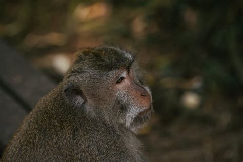 Close-Up Photo of a Monkey with Brown Fur · Free Stock Photo