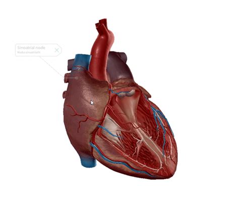 Its Electric The Cardiac Conduction System