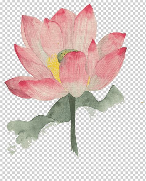 Acuarela nelumbo nucifera lavado de tinta pintura ilustración tinta