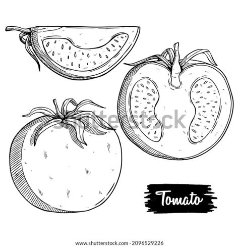 Tomato Vector Drawing Set Isolated Tomato Stock Vector Royalty Free