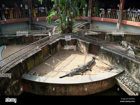 Crocodile in Alipore Zoo Stock Photo - Alamy