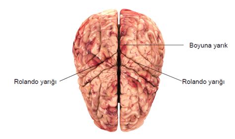 Merkezi Sinir Sistemi Eleman Beyin N Beyin Orta Beyin Arka Beyin