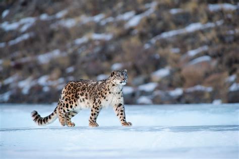 Punjab Wildlife Dept Arrests Snow Leopard Skin Traffickers In Lahore