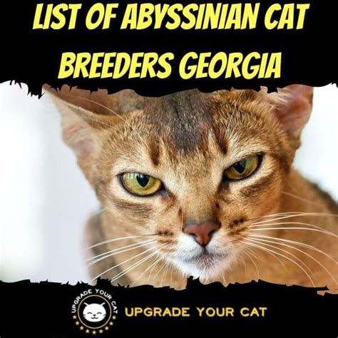 Abyssinian Cat Breeders Georgia | Kittens & Cats for Sale